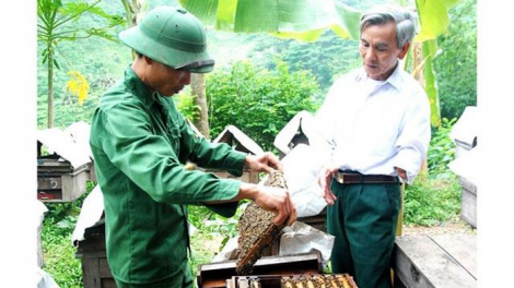 Người thương binh làm giàu từ nuôi ong (22/5/2020)