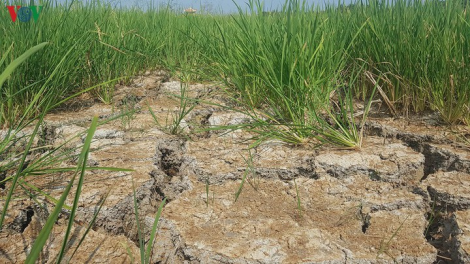 THỜI SỰ 18H CHIỀU 24/5/2020:  Bộ Nông nghiệp và phát triển Nông thôn tổ chức nhiều đoàn kiểm tra, tìm giải pháp ứng phó hạn hán gay gắt tại các tỉnh Nam Trung Bộ,