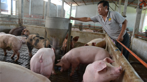 Tư vấn cách chăm sóc tốt đàn lợn trong mùa nắng nóng (19/5/2020)