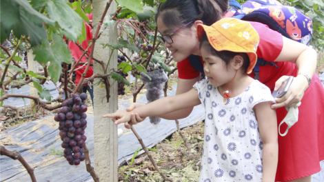 Sơn La: Vườn nho đầu tiên kết hợp phát triển kinh tế nông nghiệp với du lịch trải nghiệm (30/6/2020)