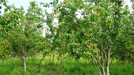 “Cây mới” đánh thức đất khó Mù Cang Chải (2/6/2020)