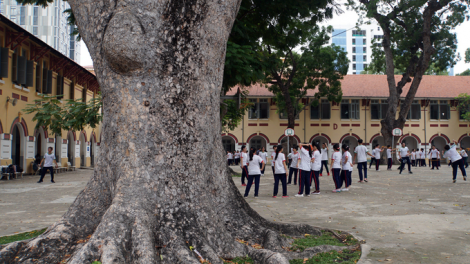 Cây xanh trường học: Lỗ hổng trong quản lý (5/6/2020)
