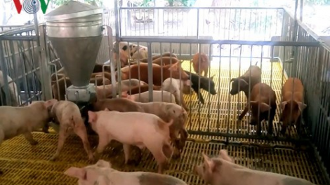 Liệu ngành chăn nuôi có đủ sức cạnh tranh trên chính sân nhà? (16/6/2020)