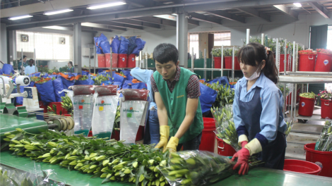 Lâm Đồng khôi phục sản xuất rau, hoa sau dịch Covid-19 (19/6/2020)