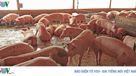Bên lề Quốc hội: Nhập khẩu lợn sống từ Thái Lan để giết mổ sẽ góp làm giảm giá trong nước (13/6/2020)