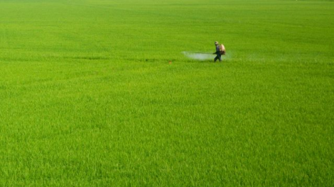ĐBSCL: Thời điểm thuận lợi để tăng diện tích lúa thu đông lên 800.000 ha (5/6/2020)