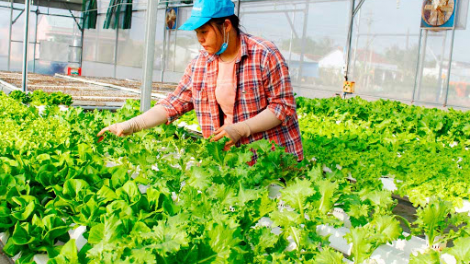 Phát triển nông nghiệp hiện đại: Cần thúc đẩy phát triển chuỗi liên kết giá trị (30/6/2020)