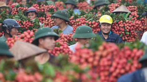 THỜI SỰ ĐÊM 21H30 17/6/2020: Tín hiệu vui cho người trồng vải các tỉnh Bắc Giang và Hải Dương khi lượng vải tươi xuất khẩu sang Trung Quốc qua cửa khẩu Tân Thanh, tỉnh Lạng Sơn tăng từng ngày