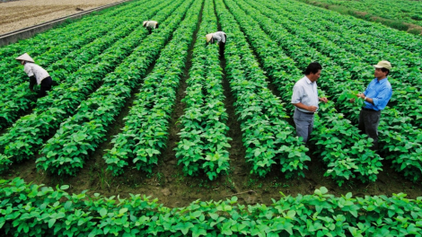 Miễn thuế sử dụng đất nông nghiệp, nhằm thúc đẩy kinh tế nông nghiệp phát triển bền vững (29/5/2020)