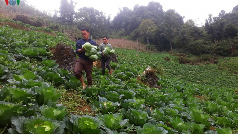 Lào Cai: Sáng tạo trong xây dựng nông thôn mới (18/06/2020)