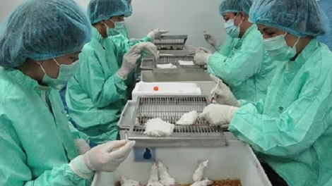 THỜI SỰ 6H SÁNG 28/6/2020: Việt Nam thử nghiệm thành công vaccine Covid-19 trên chuột.