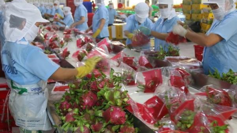 Đẩy mạnh xuất khẩu trái cây 6 tháng cuối năm 2020 (13/7/2020)