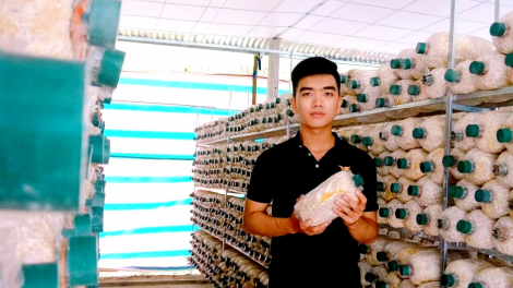 Khởi nghiệp với mô hình trồng nấm bào ngư (15/7/2020)