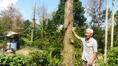 Tiền Giang: Sau hạn mặn  cây sầu riêng tiếp tục chết, nhà vườn ồ ạt phá bỏ vườn cây (25/7/2020)