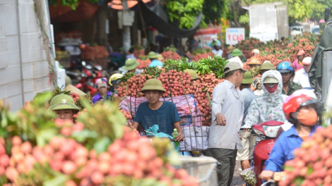Vụ vải thiều 2020 ở Bắc Giang: Thành công trong khó khăn (16/7/2020)