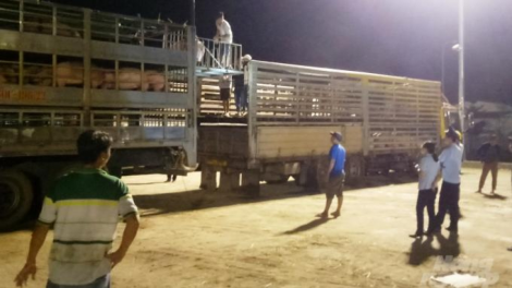 Tiếp tục tạo điều kiện thuận lợi nhập khẩu lợn từ Thái Lan để thực hiện các giải pháp tái đàn, tăng đàn (30/6/2020)