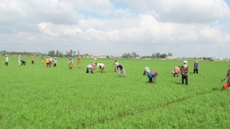 Tích tụ, tập trung đất đai – Phát huy nguồn lực từ đất (22/7/2020)