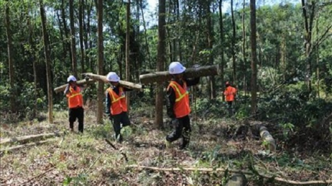 Thoát nghèo nhờ mô hình kinh tế trồng rừng (22/7/2020)