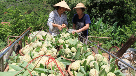Hoa quả, nông sản Xứ Lạng: Làm gì để xứng với tiềm năng? (11/8/2020)