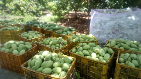 Làm gì để quản lý tình trạng mạo danh mã số vùng trồng xoài? (20/8/2020)