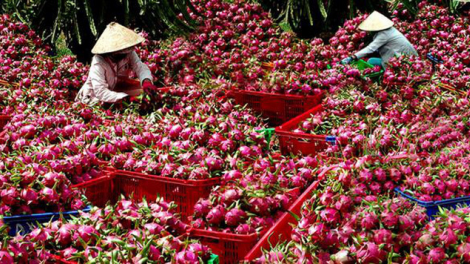 THỜI SỰ 6H SÁNG 25/8/2020: Hoa quả Việt Nam xuất khẩu trở lại sang Mỹ - tín hiệu tích cực cho ngành nông nghiệp