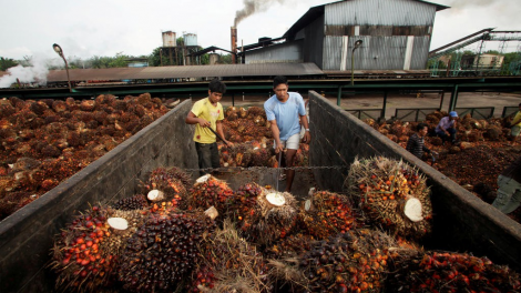 Ngành sản xuất dầu cọ Malaysia thiếu lao động trầm trọng (19/8/2020)