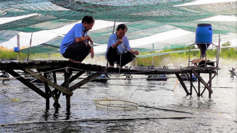 Cà Mau: Cải tiến các mô hình, tổ chức lại sản xuất để nuôi tôm hiệu quả (27/8/2020)