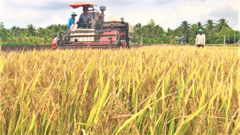 Đồng bằng sông Cửu Long: Lúa gạo tăng giá , doanh nghiệp và nông dân phấn khởi (18/8/2020)