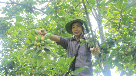 Hồng không hạt Bắc Kạn: Từ món quà quê thành thương hiệu (24/9/2020)