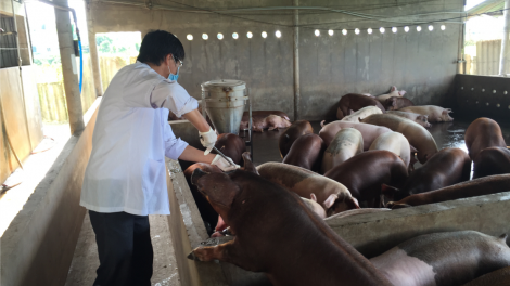 ĐBSCL: Giá heo sụt giảm, hộ nuôi, người tiêu dùng thiệt thòi, thương lái hưởng lợi (13/9/2020)