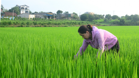 Chăm sóc lúa và ngô vụ Đông sau ảnh hưởng của bão (19/09/2020)