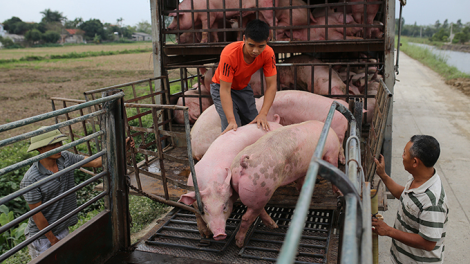 Đồng bằng Sông Cửu Long, giá lợn sụt giảm nông dân thiệt hại, thương lái hưởng lợi.
