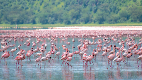 Kenya: Những đàn chim hồng hạc trở lại hồ Nakuru (8/9/2020)