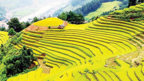 Lên Tây Bắc ngắm mùa vàng trên ruộng bậc thang (4/9/2020)
