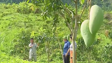 Sơn La phát triển cây ăn quả trên đất dốc, chủ trương hợp lòng dân (21/9/2020)