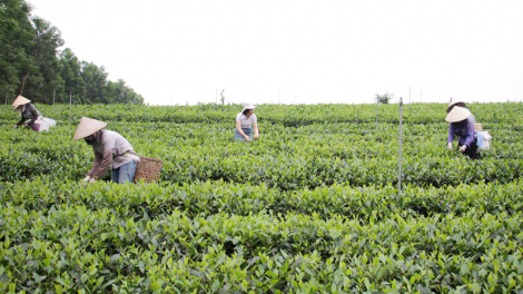 Thái Nguyên: động lực nào cho phát triển kinh tế nông nghiệp giai đoạn 2021-2025 (02/1/2021)