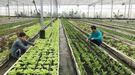 Nhiều người trẻ tâm huyết với nông nghiệp (28/1/2021)