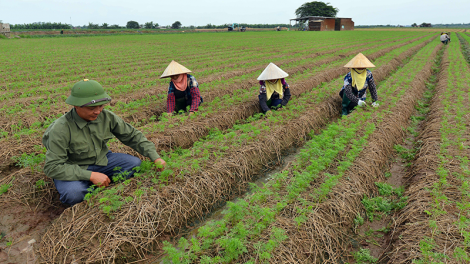 Phỏng vấn  thứ trưởng Bộ Nông nghiệp Phát triển Nông thôn Nguyễn Hoàng Hiệp về công tác chỉ đạo hướng đến vụ đông xuân 2021 thắng lợi ( 29/01/2021)