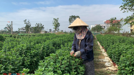 Những làng hoa xứ Huế đang rộn ràng vào Xuân (18/1/2021)