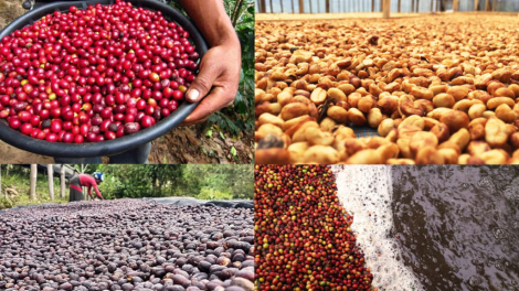 Phát triển Robusta đặc sản- sự tự tôn của cà phê Việt  (7/1/2021)