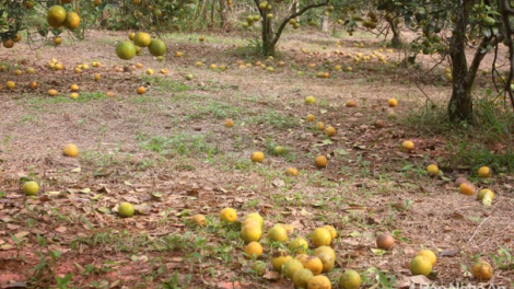 Giải pháp phát triển cây cam tại Bắc Trung Bộ (07/1/2021)