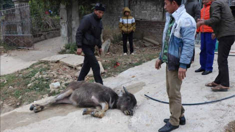 Ảnh hưởng của rét đậm rét hại tại một số địa phương (15/01)