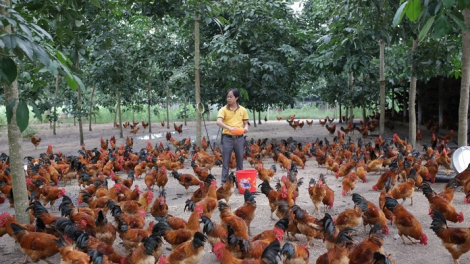 Gia cầm khó tăng giá đột biến dịp Tết nguyên đán Tân Sửu (11/01/2021)