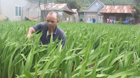 Nhiều nhà vườn ở Lâm Đồng lo lắng hoa Tết khó tiêu thụ (19/01/2021)