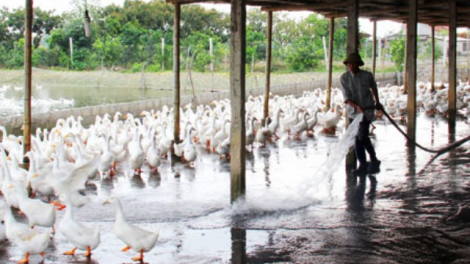 Hưng Yên đẩy mạnh vận động phát triển kinh tế để thoát nghèo (02/11/2020)