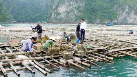 Nhân rộng mô hình điểm phát triển sản xuất tại Quảng Ninh (15/10/2020)
