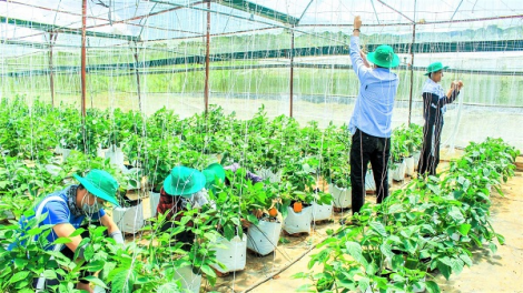 Khi người trẻ quay về với nông nghiệp (30/01/2021)