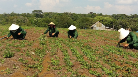 Xóa đói giảm nghèo từ cây dược liệu ở Kon Tum (26/11/2020)