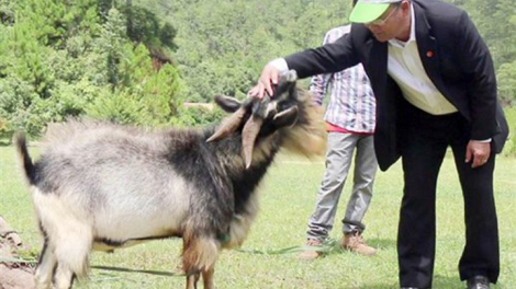 Thanh Hoá: "Đàn dê của dự án giảm nghèo bị chết là do dịch bệnh"? (23/10/2021)