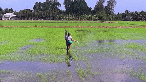 An Giang: Tháo gỡ khó khăn trong sản xuất khi giá phân bón tăng cao (16/10/2021)